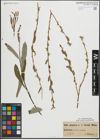 Foto von Salix purpurea L.